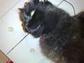 Cat/Sheep