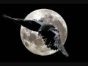 El Cuervo de Edgar Allan Poe