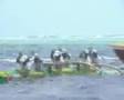 haamene va'a: hawaiki nui 2006