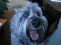 Bouvier des Flanders 2 years old