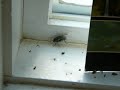 Spider vs Fly