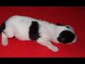 Papillon video