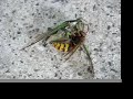 Hornet Vs. Cicada