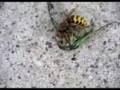Hornet Vs. Cicada - SeMeNSPeRmS.com