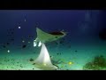 Raja Ampat Manta 2008