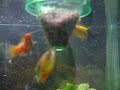 Peces.. Peces..
