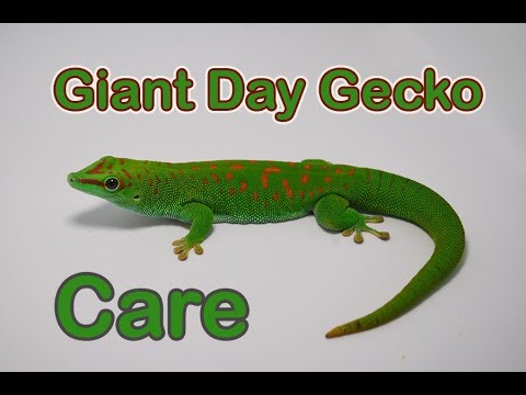 YouTube reptile video