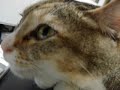 sleepy cat 3
