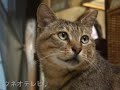 tsuneo walking 「ツネオテレビ」