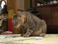 tsuneo walking 「ツネオテレビ」