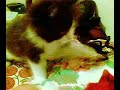 Cat Vs Pen Cat Vs Pen