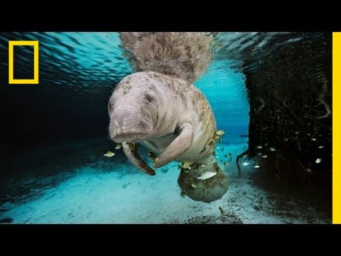 National Geographic Live! - The Mermaid Myth