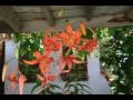 can-akin-izmir-sirince.html