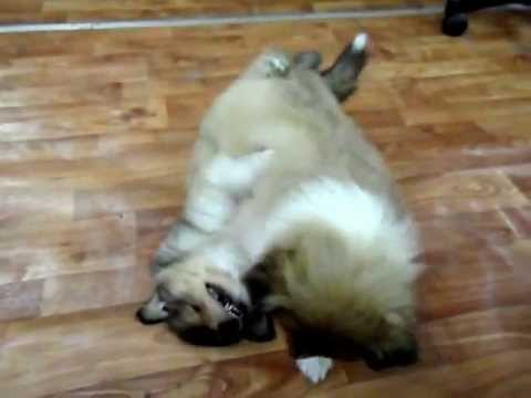 YouTube Трейлер