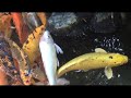 Koi _( funny koi fish ! ) Koi _( funny koi fish ! )