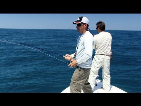 how to harvest scallops in florida