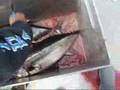 videos de Ranger 85 - June 2008 Two Day Trip