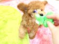 Click here to watch this video ・♥ ・ Honey Beans Poodle ・♥ ・ど～にも止まらない♪