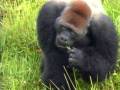 videos de All About Gorillas