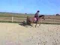 poney henri