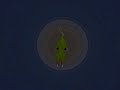 Guide To Spore: Ep 1: Cell Stage