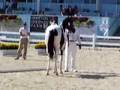 videos de Heart's Safari at Dressage at Devon 2008