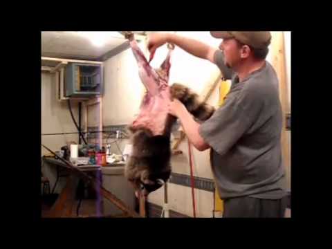 how to skin a raccoon