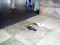 passerotto e colombi nella stazione ferroviaria passerotto e colombi nella stazione ferroviaria
