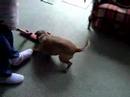 Crazy Dog  - Border Terrier - Attacks Vacuum Cleaner