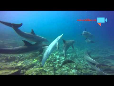 Potápění s delfíny