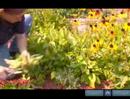 How To Trim A Black Eyed Susan How To Trim A Black Eyed Susan