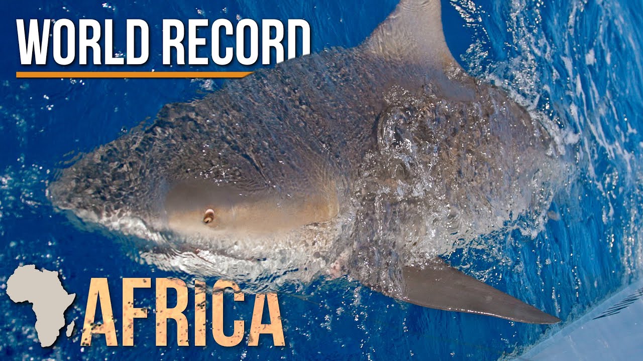 World Record Size Bull Shark Caught in Africa