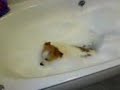 Fudge has a bath Fudge has a bath