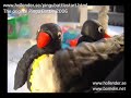 Pingu Battle - The Original