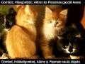 Gomboc, Huegomboc, Alphonse es Pizsamas gazdat keres / Gombot, Halalantgombot, Alphonse si Pijamale cauta stapan