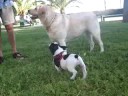 el cachorro de buldog pone a prueba la paciencia de nala.