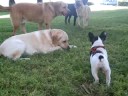 el cachorro de buldog pone a prueba la paciencia de nala.