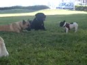 el cachorro de buldog pone a prueba la paciencia de nala.