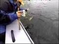Beasty Smallmouth Bass