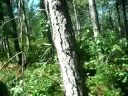 COLD TRAIL Part 1