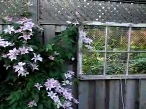 Clematis