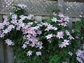 Clematis