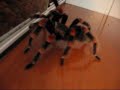 dojrza?y ptasznik samiec Brachypelam smithi dojrza?y ptasznik samiec Brachypelam smithi