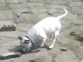 AIMIS DOG