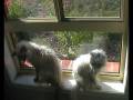 videos de Neville and Puss after a bath