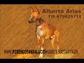 www.podencosandaluceskaretasdetanya.es Semental, Afijo 12513