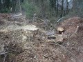 Stephens and Sons Stump Removal and Sod Installation