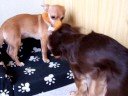 playing Chihuahuas