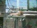 Toronto Zoo Jaguars