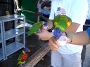 Lorikeet Feeding.